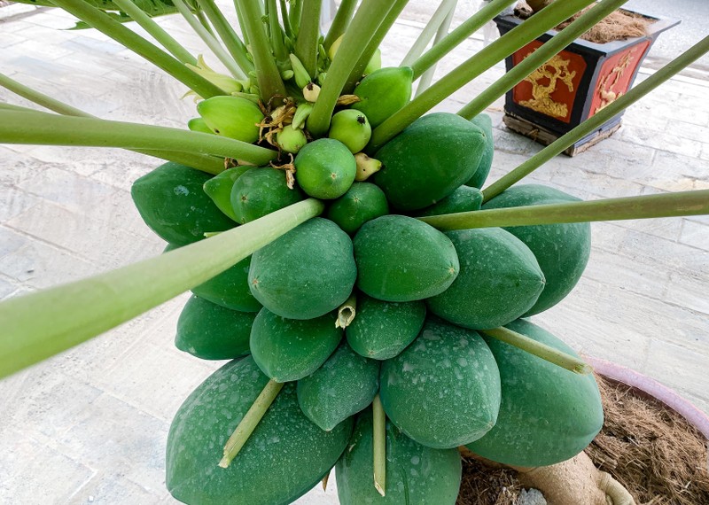 Thich mat loat du du bonsai triu qua choi Tet-Hinh-6