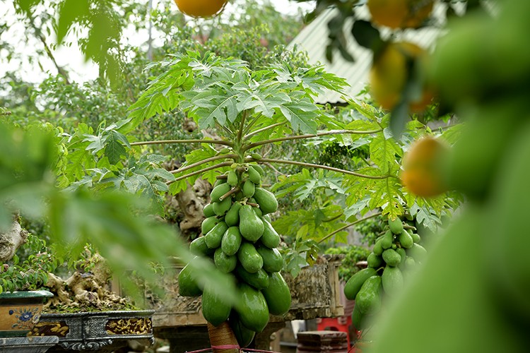 Thich mat loat du du bonsai triu qua choi Tet-Hinh-9