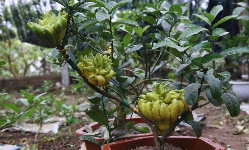 Thich mat ngam loat bonsai triu qua choi Tet-Hinh-10