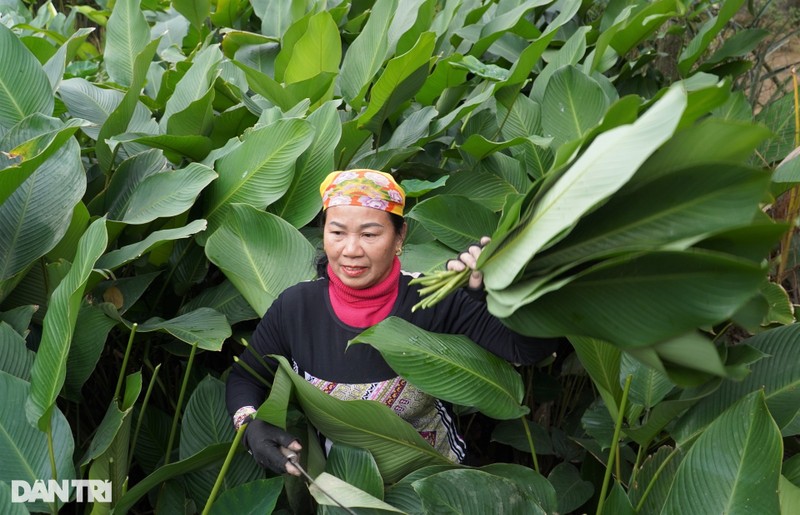 Hai ra tien voi loai la lam nen linh hon Tet Viet-Hinh-3