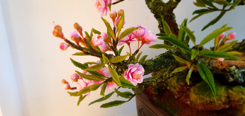 Ngam bonsai bang dat set doc dao hut khach choi Tet 2023-Hinh-5