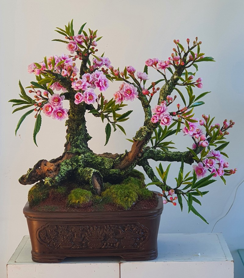 Ngam bonsai bang dat set doc dao hut khach choi Tet 2023
