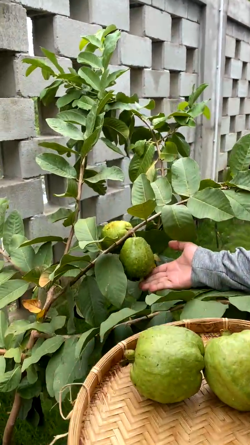 Biet thu nghin met vuong ngap rau xanh cua Truong Giang - Nha Phuong-Hinh-8