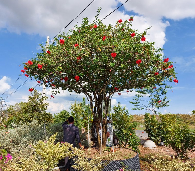 Ngo ngang hoa dam but thanh sieu pham bonsai hut khach-Hinh-2