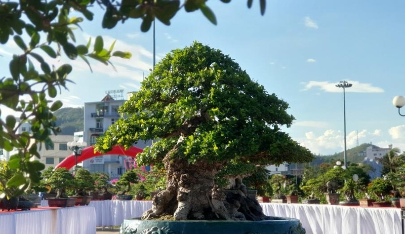 Can canh “dai lao ngau” bonsai tien ty “chan dong” gioi choi cay-Hinh-3