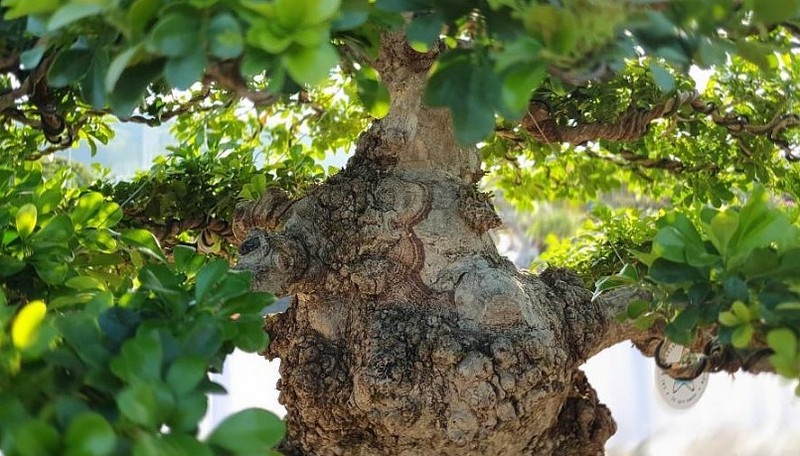 Can canh “dai lao ngau” bonsai tien ty “chan dong” gioi choi cay-Hinh-8