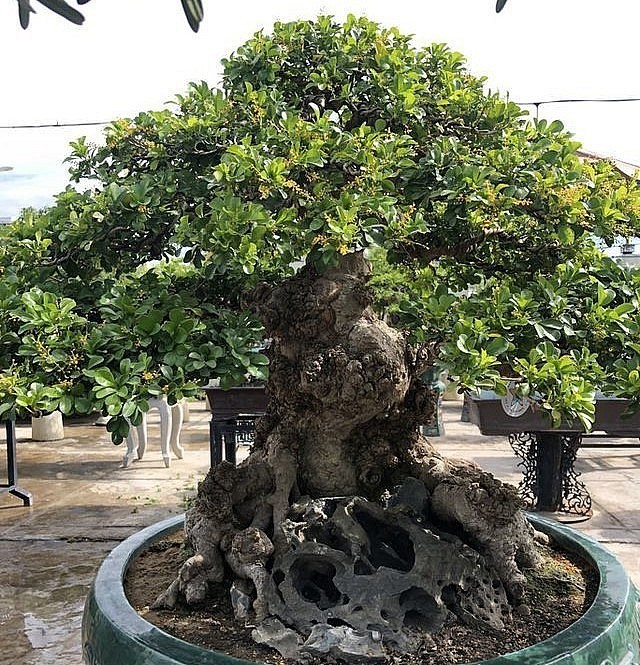 Can canh “dai lao ngau” bonsai tien ty “chan dong” gioi choi cay