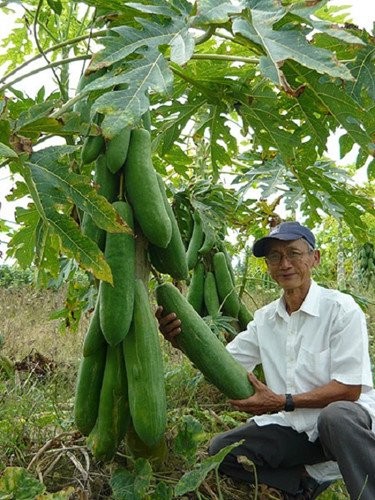 Sung sot loat rau cu khong lo trong vuon nong dan Viet-Hinh-11