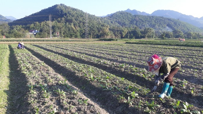 Sung sot loat rau cu khong lo trong vuon nong dan Viet-Hinh-5