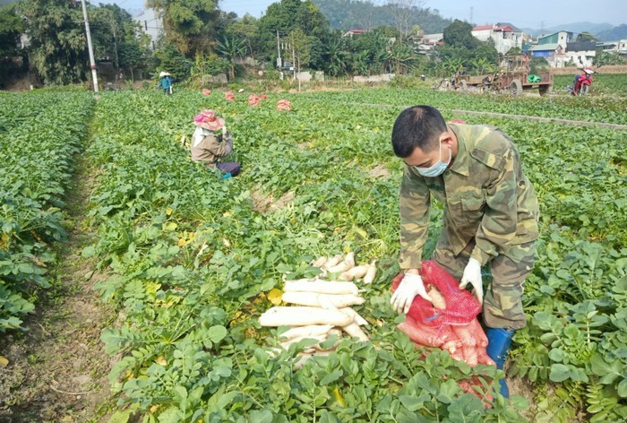 Sung sot loat rau cu khong lo trong vuon nong dan Viet-Hinh-6