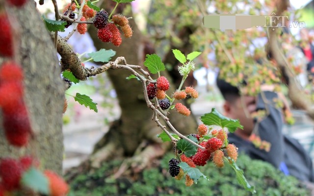 Ngam bonsai dau tam triu qua khien dan choi cay me tit-Hinh-6