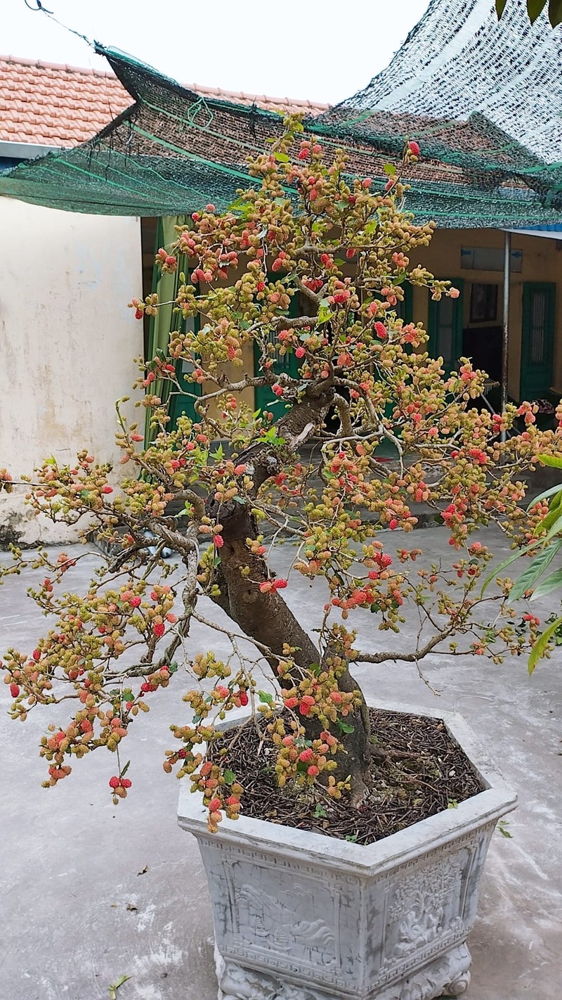 Ngam bonsai dau tam triu qua khien dan choi cay me tit-Hinh-8