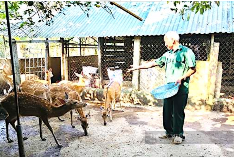 Cận cảnh cặp nhung huơu khủng giúp nông dân “hốt bạc” - Hình 3 Can canh cap nhung huou khung giup nong dan “hot bac”-Hinh-3