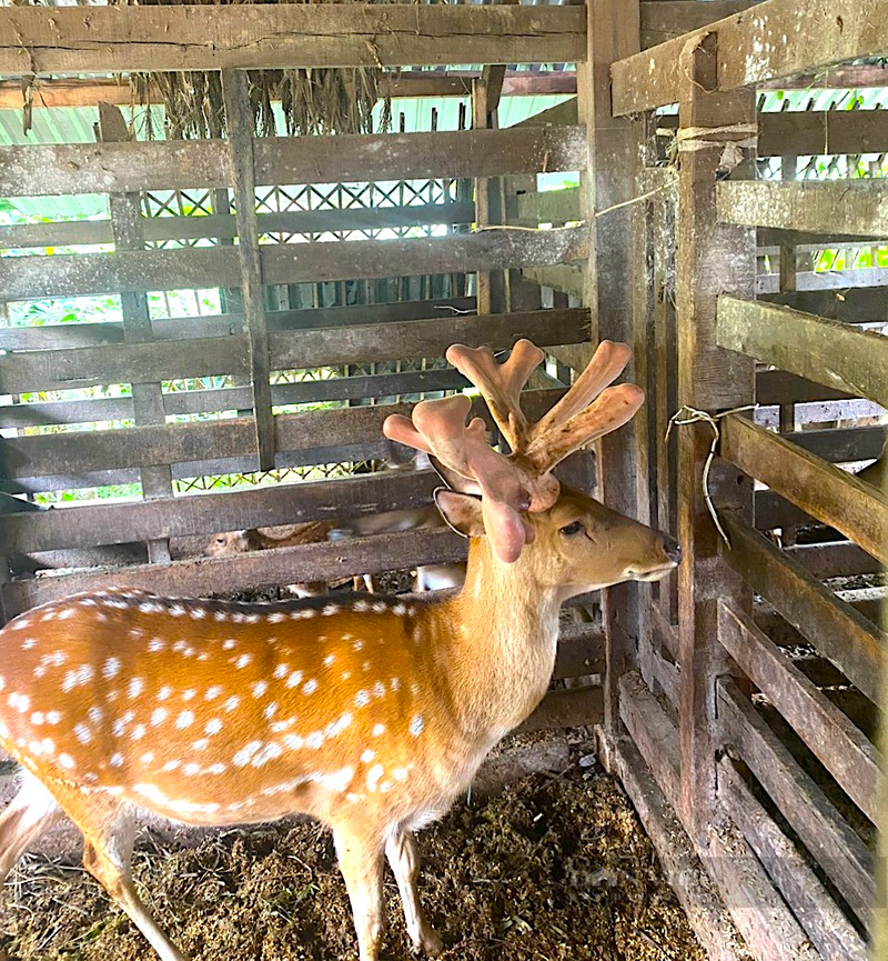 Cận cảnh cặp nhung huơu khủng giúp nông dân “hốt bạc” - Hình 4 Can canh cap nhung huou khung giup nong dan “hot bac”-Hinh-4