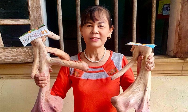 Cận cảnh cặp nhung huơu khủng giúp nông dân “hốt bạc” - Hình 8 Can canh cap nhung huou khung giup nong dan “hot bac”-Hinh-8