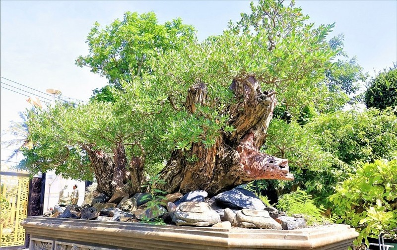 Lac loi trong vuon bonsai chuc ty mua vi “dam me”-Hinh-3