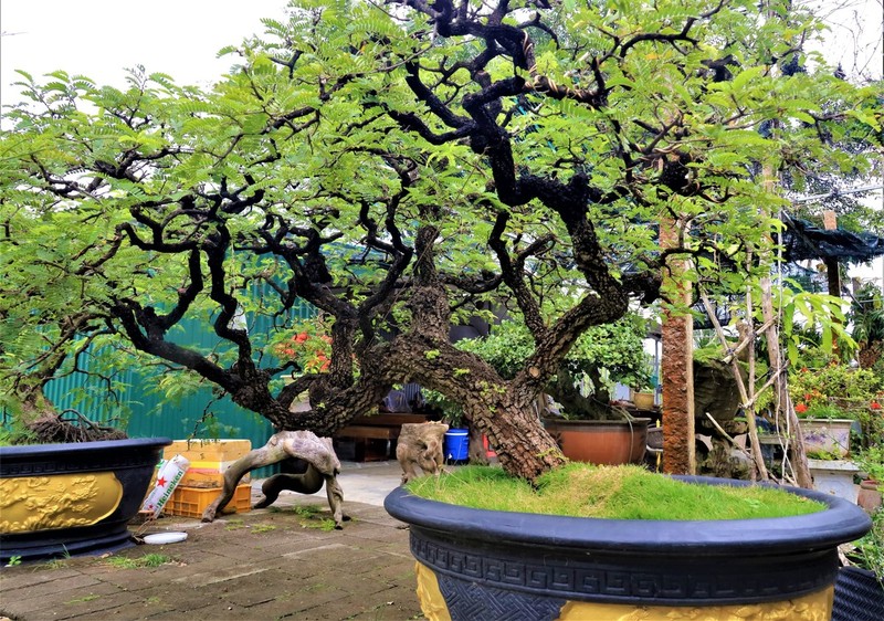 Lac loi trong vuon bonsai chuc ty mua vi “dam me”-Hinh-5