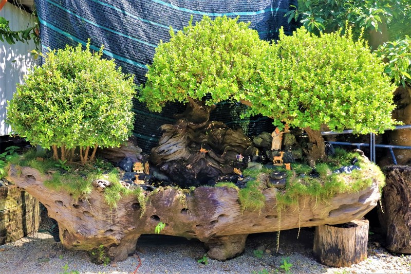 Lac loi trong vuon bonsai chuc ty mua vi “dam me”-Hinh-7