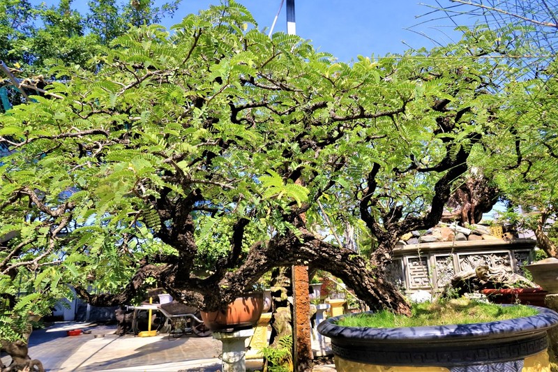 Lac loi trong vuon bonsai chuc ty mua vi “dam me”