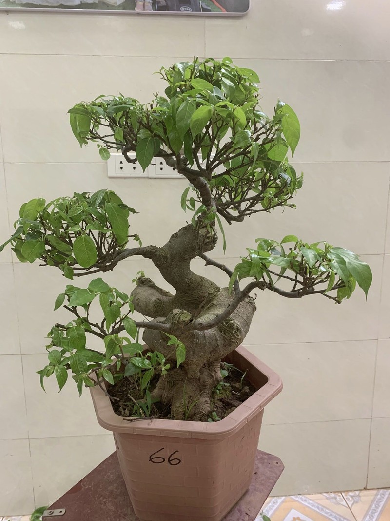 Me tit loat sung bonsai dep kho roi mat-Hinh-10
