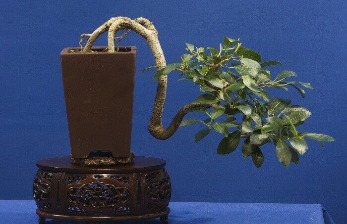 Me tit loat sung bonsai dep kho roi mat-Hinh-5