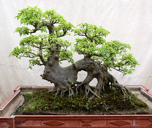 Me tit loat sung bonsai dep kho roi mat-Hinh-8