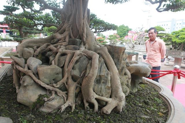 Sửng sốt sanh cổ 300 tuổi rễ ôm đá đẹp nhất Việt Nam - Hình 2 Sung sot sanh co 300 tuoi re om da dep nhat Viet Nam-Hinh-2
