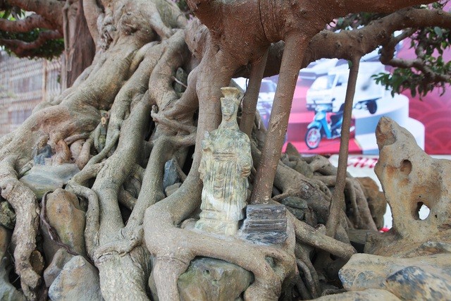 Sửng sốt sanh cổ 300 tuổi rễ ôm đá đẹp nhất Việt Nam - Hình 7 Sung sot sanh co 300 tuoi re om da dep nhat Viet Nam-Hinh-7