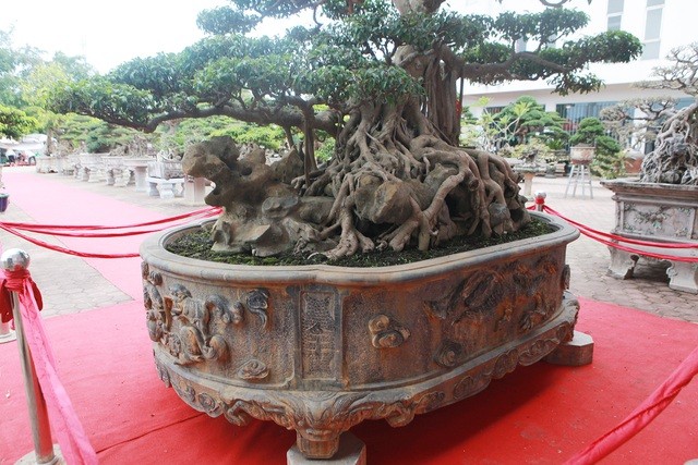 Sửng sốt sanh cổ 300 tuổi rễ ôm đá đẹp nhất Việt Nam - Hình 8 Sung sot sanh co 300 tuoi re om da dep nhat Viet Nam-Hinh-8