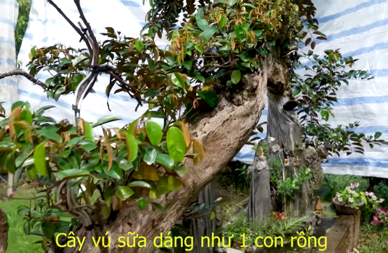 Sung so loat vu sua bonsai doc nhat Viet Nam-Hinh-3