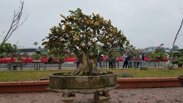 Sung so loat vu sua bonsai doc nhat Viet Nam-Hinh-8