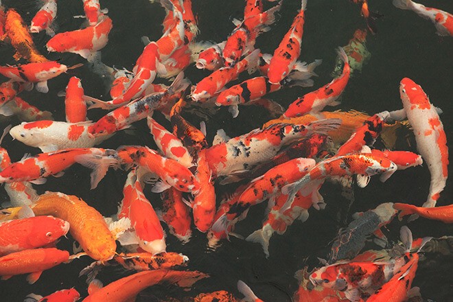 Mê mẩn hồ cá Koi 20 tỷ độc nhất vô nhị của đại gia Thái Nguyên - Hình 5 Me man ho ca Koi 20 ty doc nhat vo nhi cua dai gia Thai Nguyen-Hinh-5