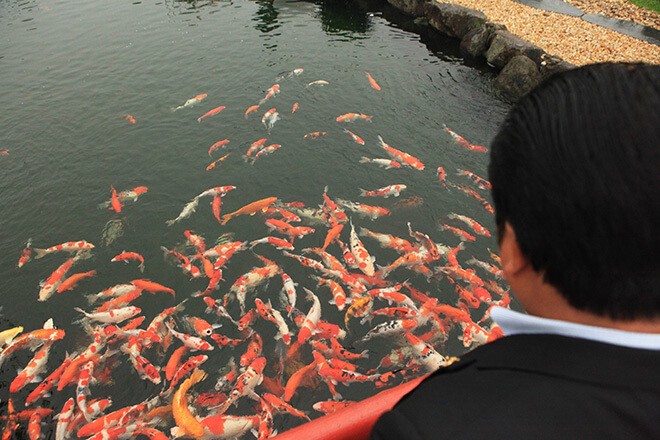 Mê mẩn hồ cá Koi 20 tỷ độc nhất vô nhị của đại gia Thái Nguyên - Hình 6 Me man ho ca Koi 20 ty doc nhat vo nhi cua dai gia Thai Nguyen-Hinh-6