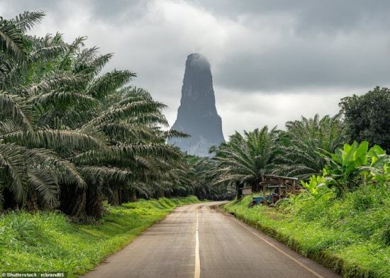 “Cay kim da” khong lo giua khu rung day ran o chau Phi-Hinh-2