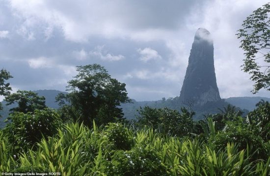 “Cay kim da” khong lo giua khu rung day ran o chau Phi-Hinh-3