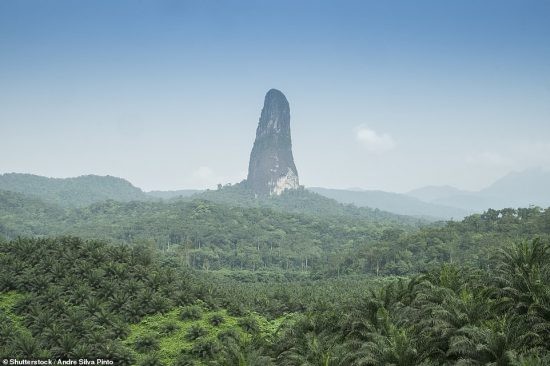 “Cay kim da” khong lo giua khu rung day ran o chau Phi