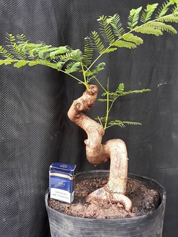 Me man nhung chau phuong vi bonsai doc nhat vo nhi-Hinh-6