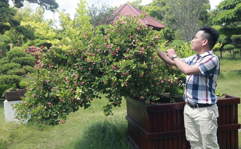 Bo suu tap bonsai so ri co thu cuc hiem cua dai gia da quy-Hinh-10