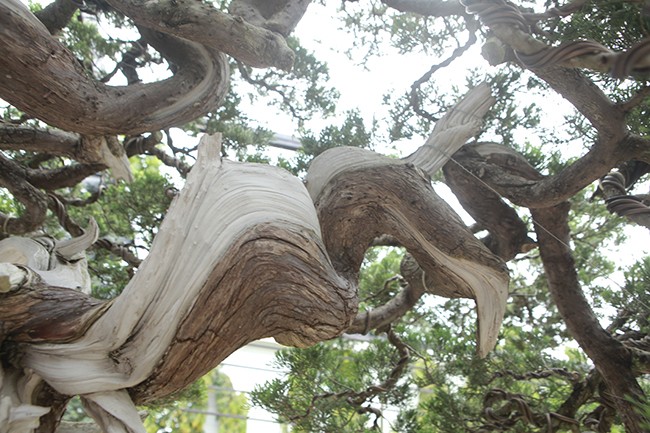 Can canh vuon bonsai co 1-0-2 cua “dai gia” Bac Giang-Hinh-11