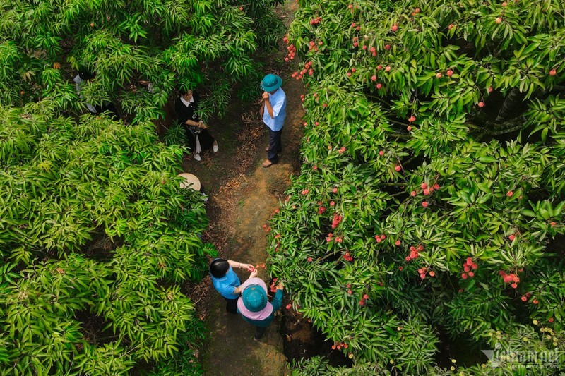 Cay vai u hong dac biet, tung giup chu kiem 7 luong vang 1 vu