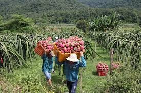 4 loai qua re beo o Viet Nam sang nuoc ngoai thanh “hang hiem”-Hinh-9