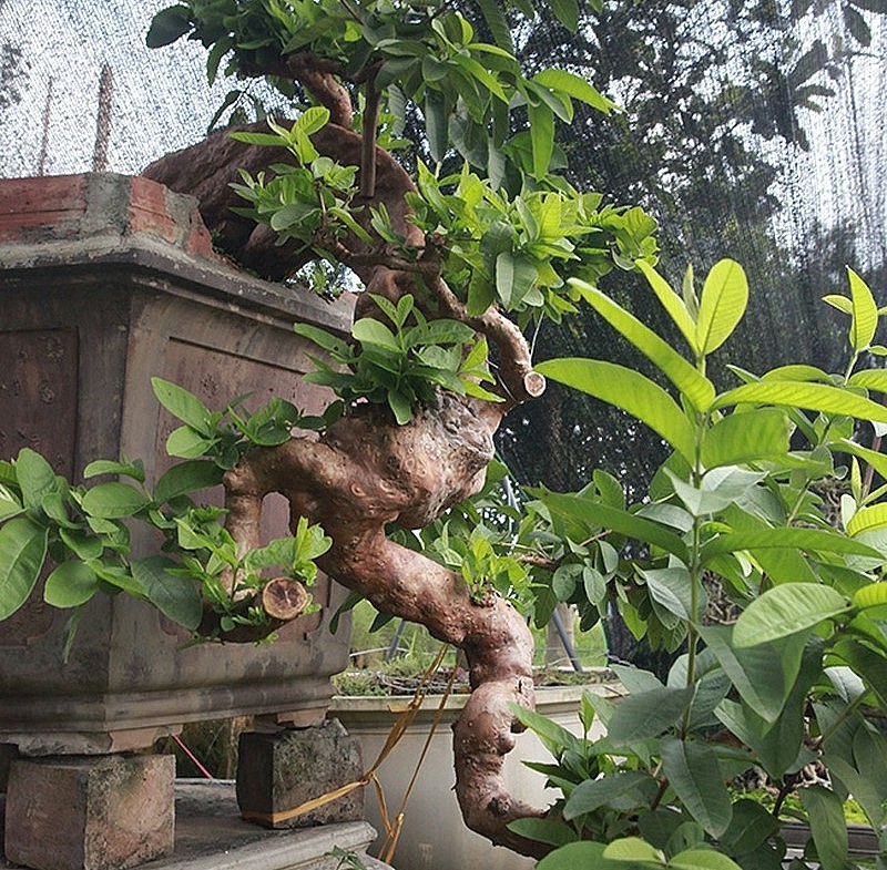 Chiem nguong oi bonsai moc nguoc dep nhat Viet Nam-Hinh-2