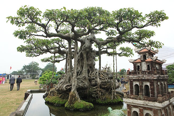 Ngam sanh co thu 10 cay vang cua dai gia Ha Noi-Hinh-7