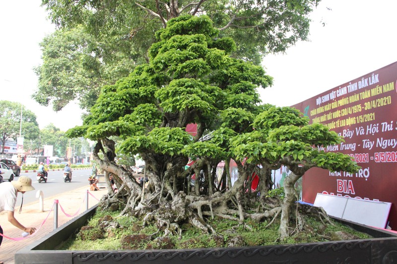 Sanh co phu reu chi de “ngam”, bao nhieu tien cung khong ban-Hinh-8