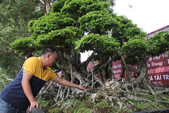 Sanh co phu reu chi de “ngam”, bao nhieu tien cung khong ban-Hinh-9