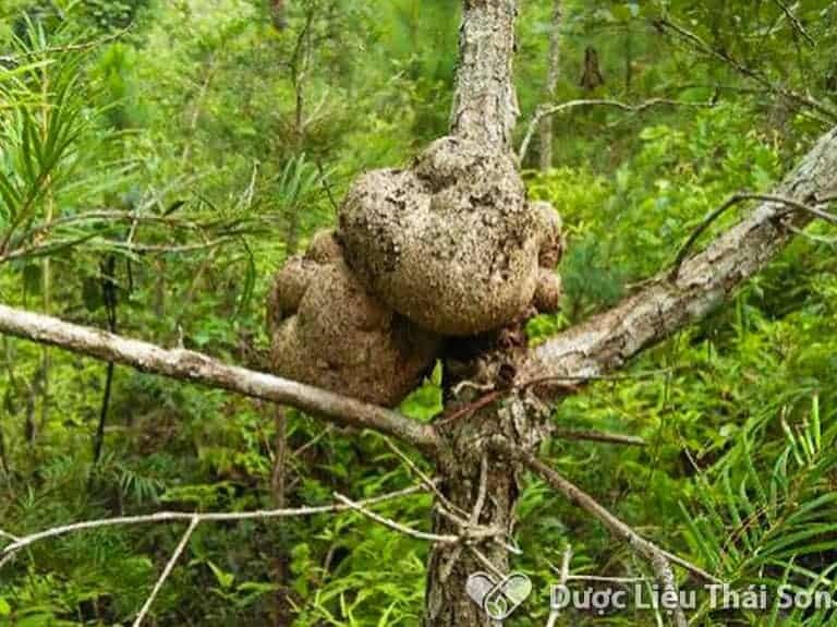 3 loại nấm đắt đỏ luôn “cháy hàng” tại Việt Nam - Hình 10 3 loai nam dat do luon “chay hang” tai Viet Nam-Hinh-10
