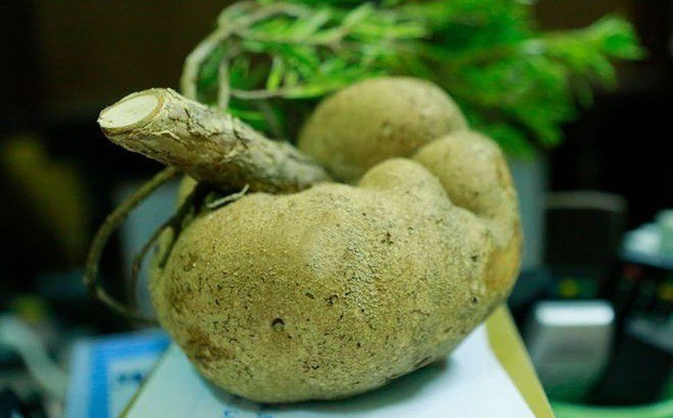 3 loại nấm đắt đỏ luôn “cháy hàng” tại Việt Nam - Hình 11 3 loai nam dat do luon “chay hang” tai Viet Nam-Hinh-11