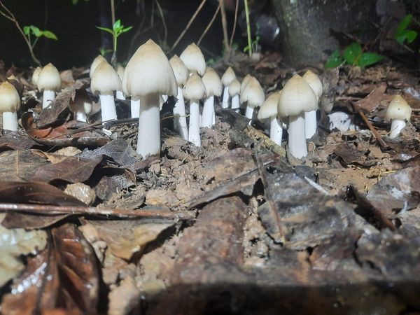 3 loại nấm đắt đỏ luôn “cháy hàng” tại Việt Nam - Hình 2 3 loai nam dat do luon “chay hang” tai Viet Nam-Hinh-2