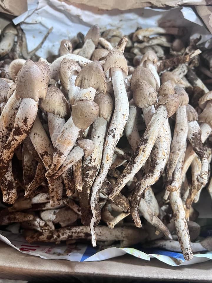 3 loại nấm đắt đỏ luôn “cháy hàng” tại Việt Nam - Hình 3 3 loai nam dat do luon “chay hang” tai Viet Nam-Hinh-3