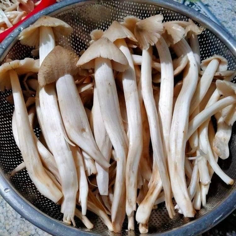 3 loại nấm đắt đỏ luôn “cháy hàng” tại Việt Nam - Hình 4 3 loai nam dat do luon “chay hang” tai Viet Nam-Hinh-4